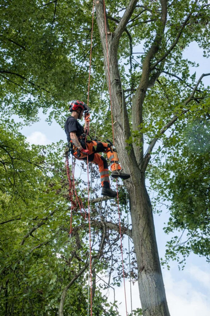 Baumpfleger bei Planung