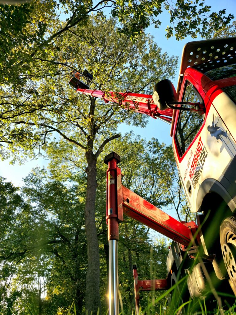 Baumfällung erfolgreich abgeschlossen